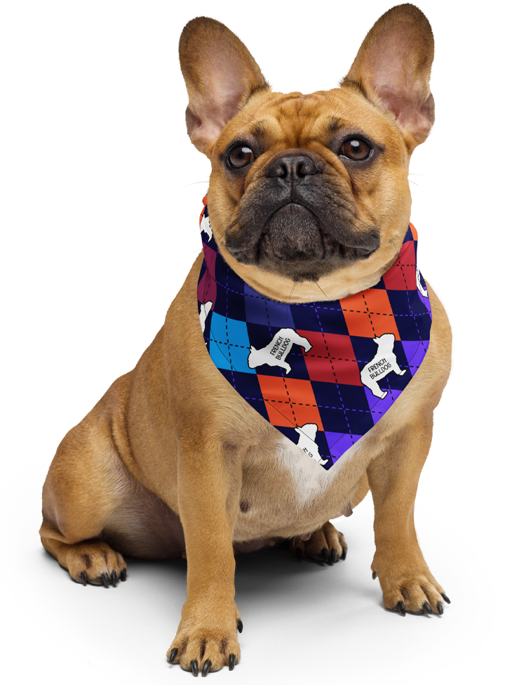 French Bulldog wearing a colorful argyle bandana by Dog Artistry